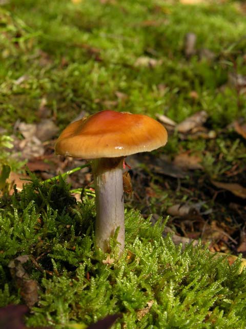 Паутинник прямой