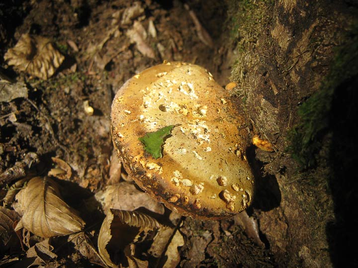 Трутовик дубовый (piptoporus quercinus)