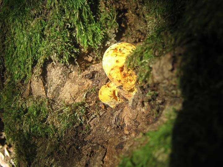 Трутовик дубовый (piptoporus quercinus)